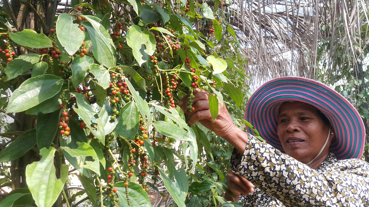 Rooted in Cambodian terroirs