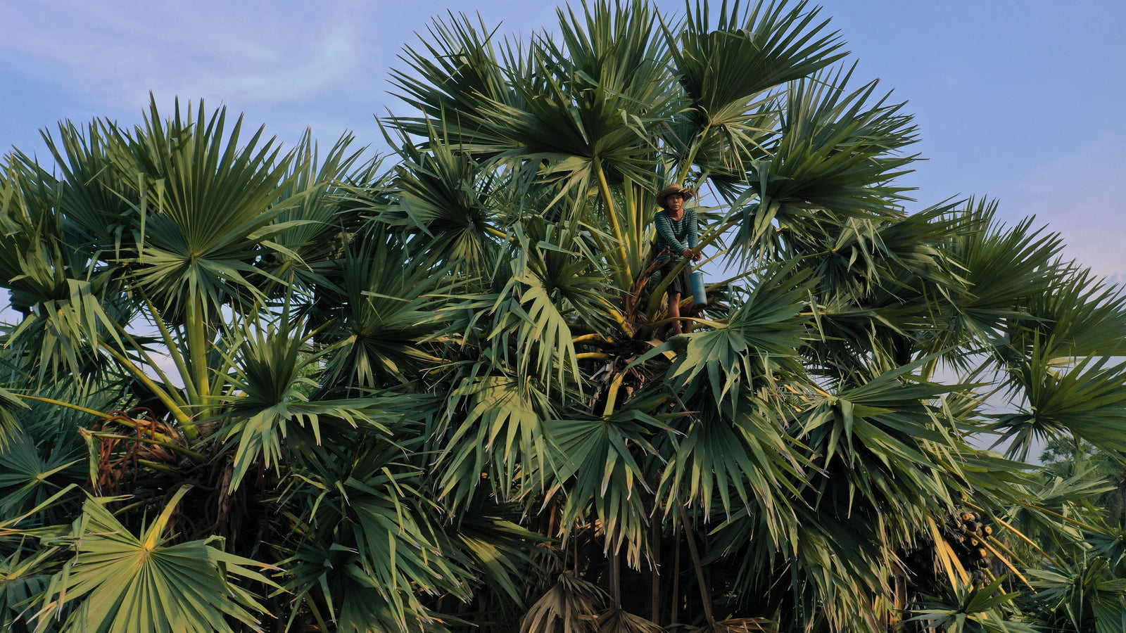 Kampong Speu パームシュガー