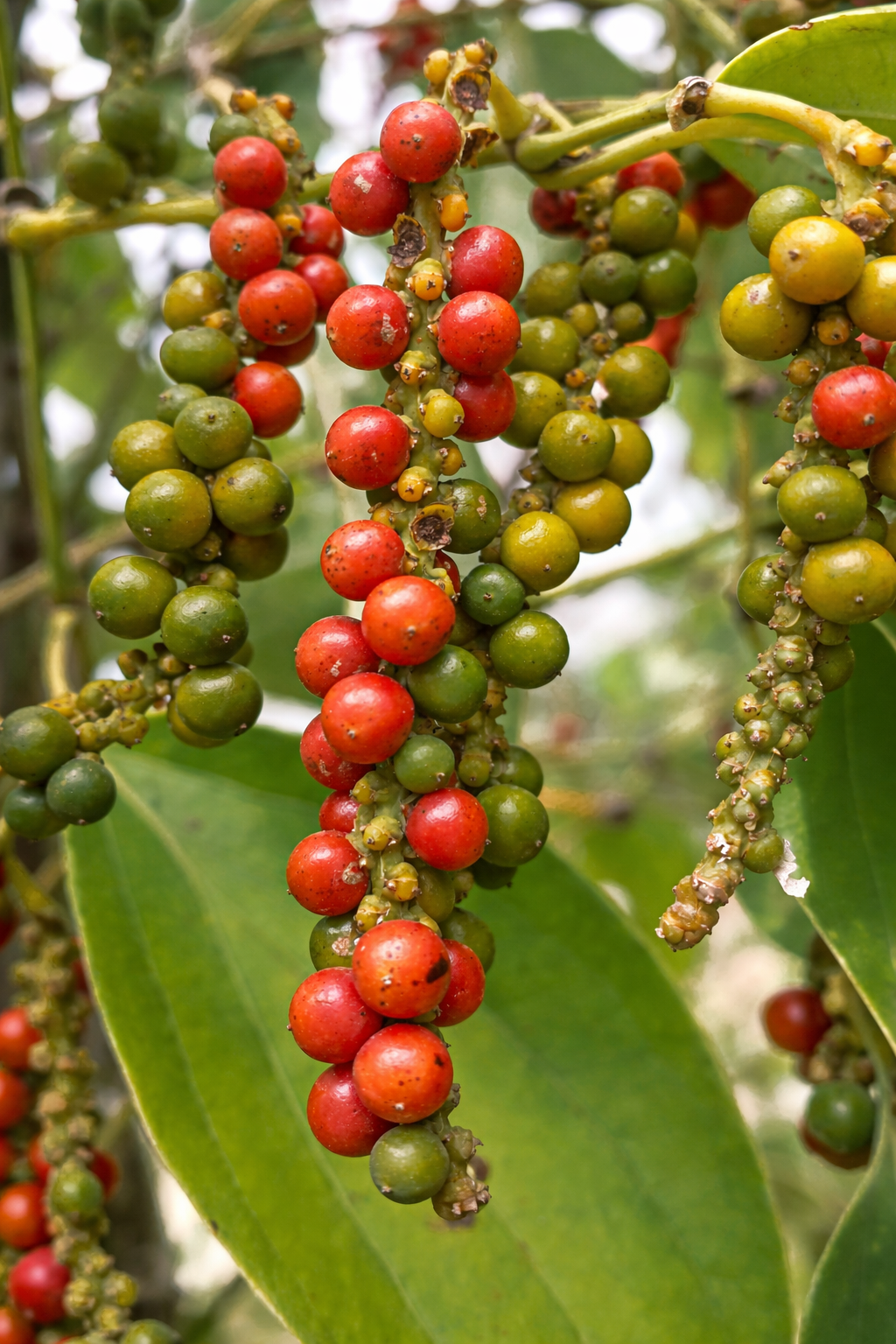 Kampot Pepper