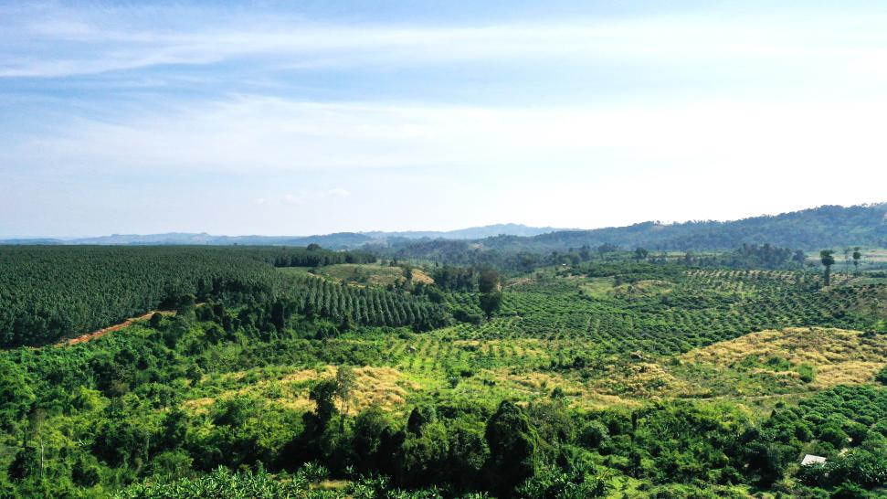 Ratanakiri Cacao